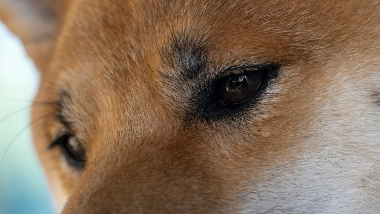 Dogecoin Price Prediction: Will DOGE Hit $2 or $3.8 by 2025?