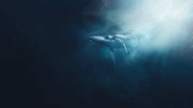 Bitcoin Whales Accumulate 41,300 BTC Amidst Institutional Fervor