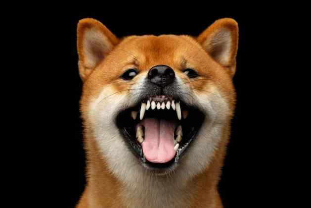 Dogecoin Price Prediction: Can DOGE Hit $1 in 2025?